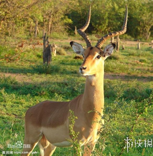 无人区来了机器羚羊无人区来了机器羚羊，科技与自然的融合新篇章